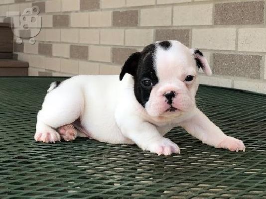 PoulaTo: AKC quality French Bulldog Puppy for free adoption!!!